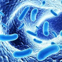 What are Probiotics, their  Benefits, Probiotic Supplements and Foods