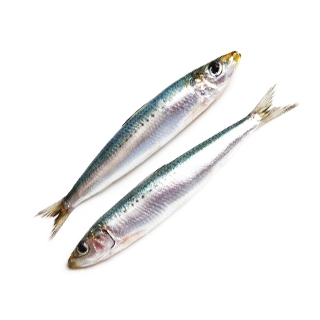 Sardines Vitamin B12 info