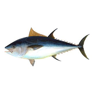 Tuna Fish Vitamin A info
