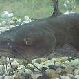 catfish