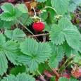 wild strawberry