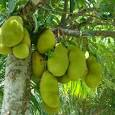 jackfruit