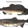 pink salmon