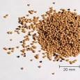 Mustard Seed