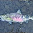 chum salmon