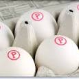 pasteurized eggs