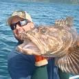 lingcod