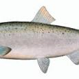 coho salmon