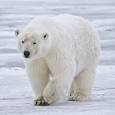 polar bear