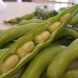 broadbeans, immature seeds