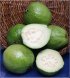 guavas fresh fruits