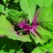 lambsquarters, cooked, boiled, drained, without salt