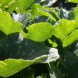 pumpkin leaves, cooked, boiled, drained, without salt