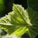 pumpkin leaves