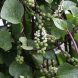 vinespinach, (basella)