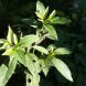 pokeberry shoots, (poke), cooked, boiled, drained, with salt