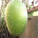 waxgourd, (chinese preserving melon), cooked, boiled, drained, with salt