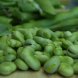 broadbeans (fava beans), mature seeds, cooked, boiled, without salt