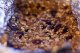 snacks, granola bars, soft, almond, confectioners coating
