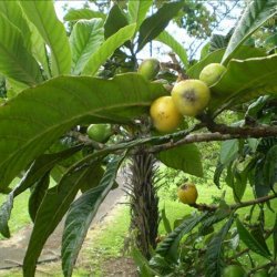 Loquat Chutney