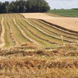 Bountiful Barley