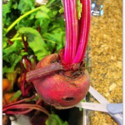 Red and Golden Beets