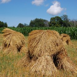 Amish Oats