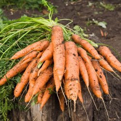 Harvest Carrots