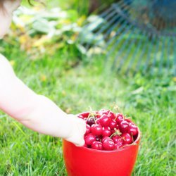 Cherries Amandine