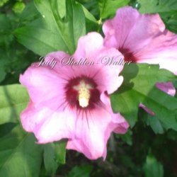 Stuffed Rose of Sharon