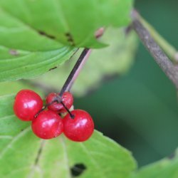 Highbush Cranberry Jelly