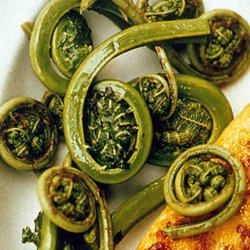 Sauteed Fiddlehead Ferns (Basic Recipe)