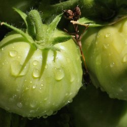 The Unfried Green Tomatoes