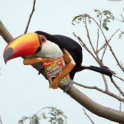 Toucan Sam