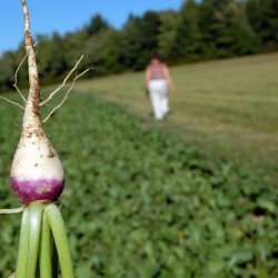 Maple Glazed Turnips