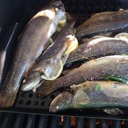 Whole Grilled Trout