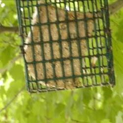 A Homemade Bird Treat for Your Feather Friends