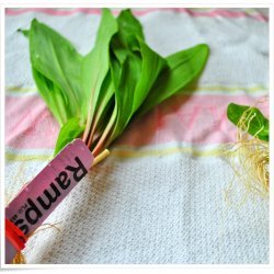 Ramps Gratin