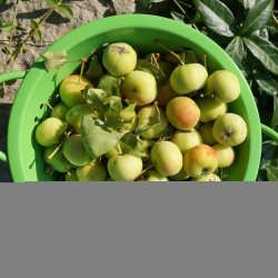 Pickled Crabapples