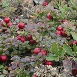 Cranberry Tree