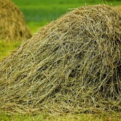 Amish Haystack Dinner