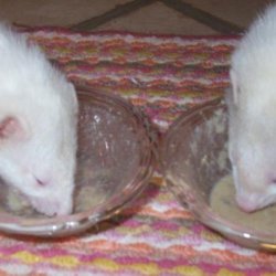 Pet Ferret's Soup