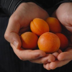 Vanilla Poached Apricots