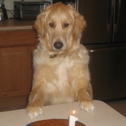 Banana Cake for the Dog