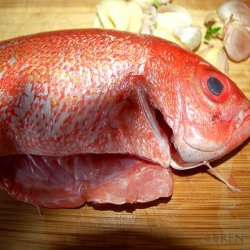 Red Snapper