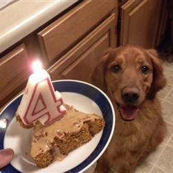 Doggie Birthday Cake