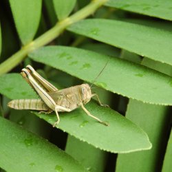 Grasshopper