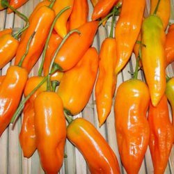 Amarillo Chili