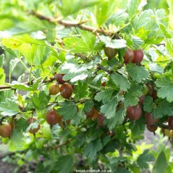 Gooseberry Crumble