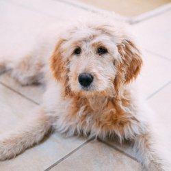 Puppy Training Treats